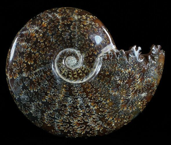 Polished, Agatized Ammonite (Cleoniceras) - Madagascar #54417